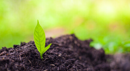 The seedlings grow in the soil for planting. Cultivation for agriculture. Agriculture industry.