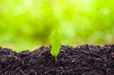 The seedlings grow in the soil for planting. Cultivation for agriculture. Agriculture industry.