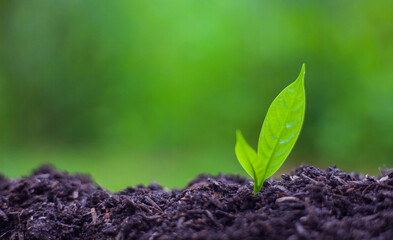 The seedlings grow in the soil for planting. Cultivation for agriculture. Agriculture industry.