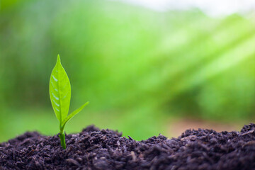 The seedlings grow in the soil for planting. Cultivation for agriculture. Agriculture industry.
