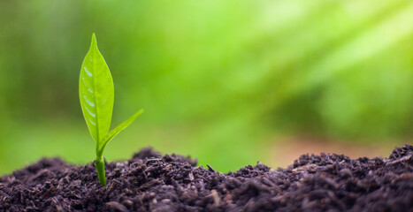 The seedlings grow in the soil for planting. Cultivation for agriculture. Agriculture industry.
