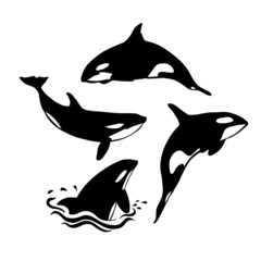 Vector illustration of hand drawn killer whale group. Beautiful ink drawing, heavy contour. Perfect design elements, marine animal illustration