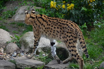 back view of the serval