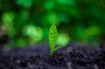 The seedlings grow in the soil for planting. Cultivation for agriculture. Agriculture industry.