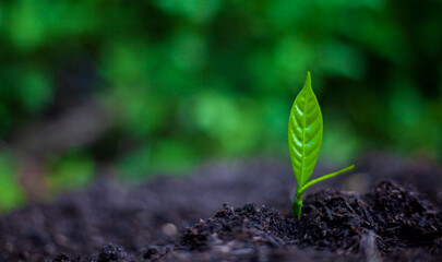 The seedlings grow in the soil for planting. Cultivation for agriculture. Agriculture industry.