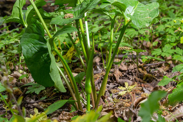 Arum maculatum in habitat. Aka snakeshead, adder's root, wild arum, arum lily, lords-and-ladies, devils and angels, cows and bulls, cuckoo-pint, Adam and Eve, bobbins and jack in the pulpit
