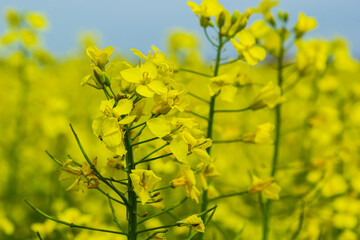 Obraz premium Landscape of a field of yellow rape or canola flowers, grown for the rapeseed oil crop. Field of yellow flowers with blue sky and white clouds. Spring in Ukraine