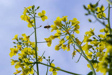 Landscape of a field of yellow rape or canola flowers, grown for the rapeseed oil crop. Field of yellow flowers with blue sky and white clouds. Spring in Ukraine