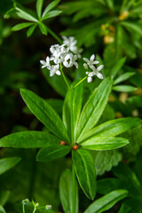 Sweetscented bedstraw, Galium odoratum, flowers in the spring forest. White wildflowers. Close-up