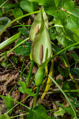 Arum maculatum in habitat. Aka snakeshead, adder's root, wild arum, arum lily, lords-and-ladies, devils and angels, cows and bulls, cuckoo-pint, Adam and Eve, bobbins and jack in the pulpit