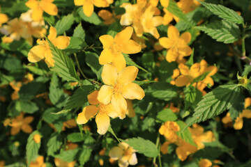 Close up view of bloomimg Kerria japonica 