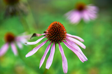 Echinacea flower in the park