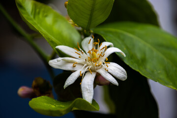 Close up of a white lemon blossom, also called Citrus x limon