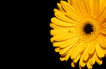 Gerbera on a black background. Yellow flower. Photo of nature.