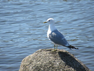 Seagull standing on a rock on seashore.