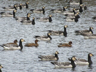 Three wigeons swimming in the middle of a flock of barnacle geese.
