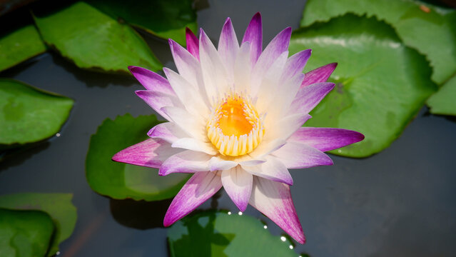 purple water lily with green leaves grow in water so beautiful