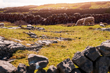 Sheep in a small field with rough stone terrain. Warm sunny day. Wool industry and agriculture...