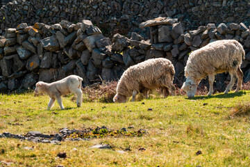 Sheep in a small field with rough stone terrain. Warm sunny day. Wool industry and agriculture...