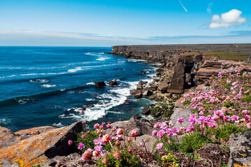 Beautiful wild flowers grow on edge of a cliff. Aran island. county, Galway, Ireland. Irish...