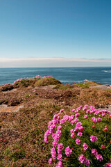 Beautiful wild flowers grow on edge of a cliff. Aran island. county, Galway, Ireland. Irish...