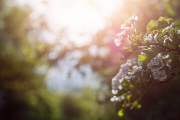 Flowers on a tree in full bloom. Warm sunny day vibe. Sun flare in the background out of focus....