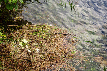 Swans nest on a river. Next generation development and growth concept.