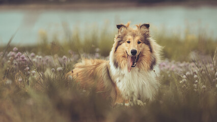 Schöner schottischer sable white Collie Junghund liegt im Gras und schaut in die Kamera mit lila...