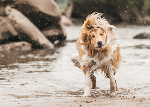 Sch&ouml;ner schottischer sable white Collie Langhaar Junghund steht am Wasser und sch&uuml;ttelt sich mit gedrehtem Fell