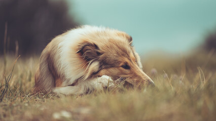 Schöner schiottischer sable white Collie Junghund liegt im Gras und schaut seitlich