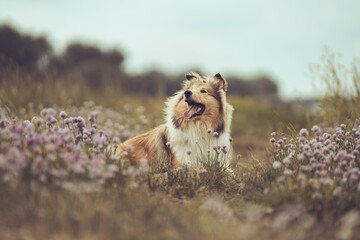 Schöner schottischer sable white Collie Junghund liegt im Gras und schaut zur Seite mit lila...