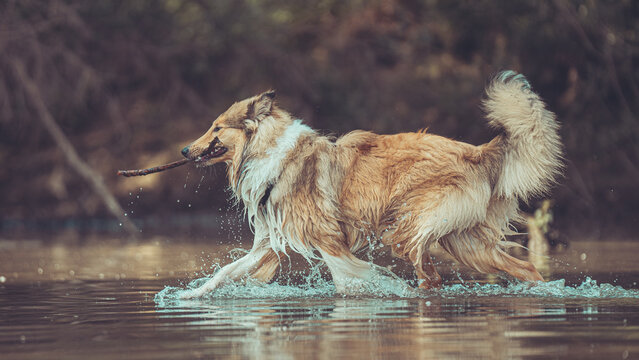 Schöner schottischer sable white Collie Langhaar Junghund läuft durchs Wasser seitlich mit Stock im Maul Var. 2