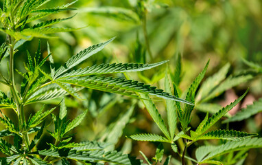 Cannabis plantation in the Chui valley. Bushes of cannabis by a stern plan. Leaves of narcotic...