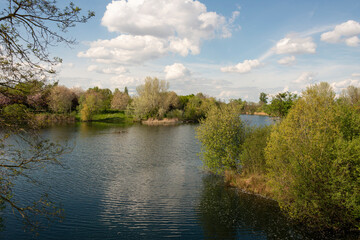 Saule blanc,, Salix alba, Parc départemental des Gondoles, Choisy le Roi, 94