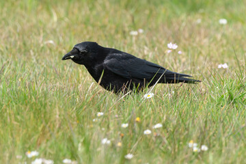 Corneille noire,. Corvus corone, Carrion Crow