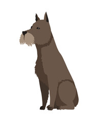 Dog breed schnauzer. Cute funny cartoon domestic pet character flat  illustration. Human friend home animal