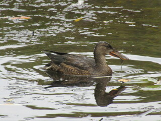 Northern Shoveler swimming with weed hanging from its beak. 