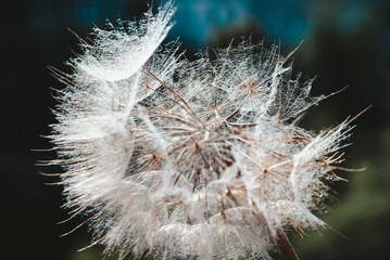 Obraz premium dandelion at sunset . Freedom to Wish. Dandelion silhouette fluffy flower on sunset sky. Seed macro closeup. Soft focus. Goodbye Summer. Hope and dreaming concept. Fragility. Springtime.