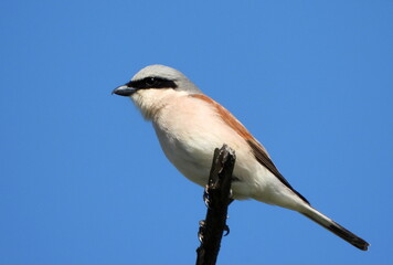 Red-backed shrike sitting against the blue sky. The red-backed shrike (Lanius collurio) is a carnivorous passerine bird and member of the shrike family Laniidae.