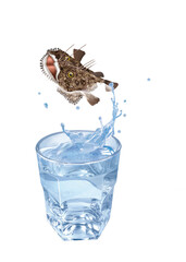 lotte ,  poisson, évasion, saut, eau, en verre, boire, clapoter, liquide, isolé, froid, blanc, danger, boisson, glace, bouillonner, bleu, éclaboussure, frais, clair, abattre, verser, sain, transparent