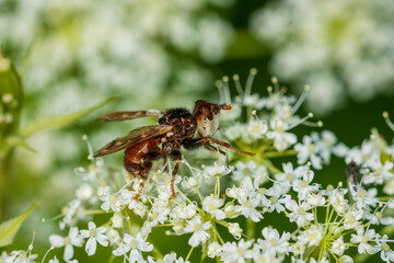 ant on a green leaf