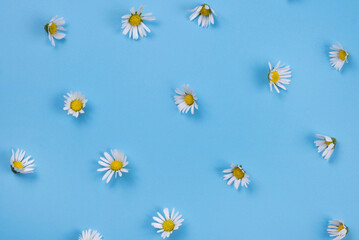 background chamomiles daisies or white flowers on a blue background. Summer, bright, trendy background, floral design