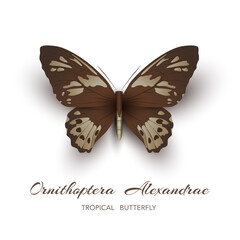 Vector illustration - brown birdwing butterfly. Tropical insect isolated illustration for butterfly collectors, biology or entomology book illustration.