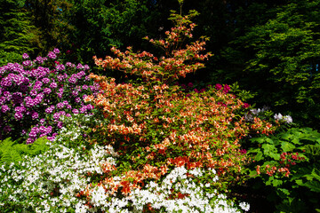 Parkanlage, Rhododendron im Park, Zierpflanzen