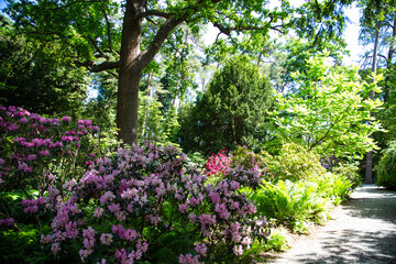 Parkanlage, Rhododendron im Park, Zierpflanzen