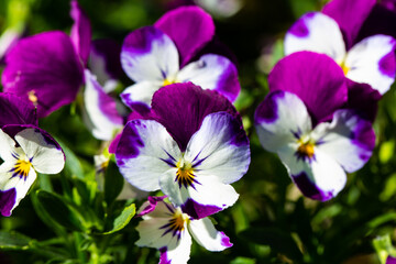 lila Hornveilchen im Garten