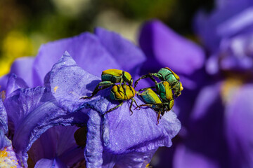 green beetle on iris, beetle invasion, nature