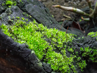 moss on stone