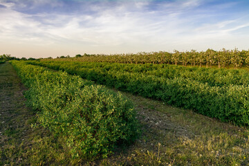 Fototapeta na wymiar plantacja jagody kamczackiej