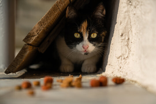 Close-up portrait of wild calico cat shyly waiting for the right moment to eat her food.  Image for veterinary clinics, sites about cats, for cat food.